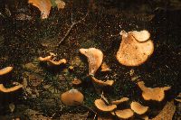 Hohenbuehelia angustata image