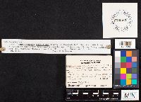 Hohenbuehelia angustata image