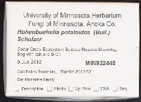 Hohenbuehelia petalodes image