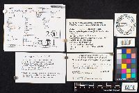 Hohenbuehelia petaloides image