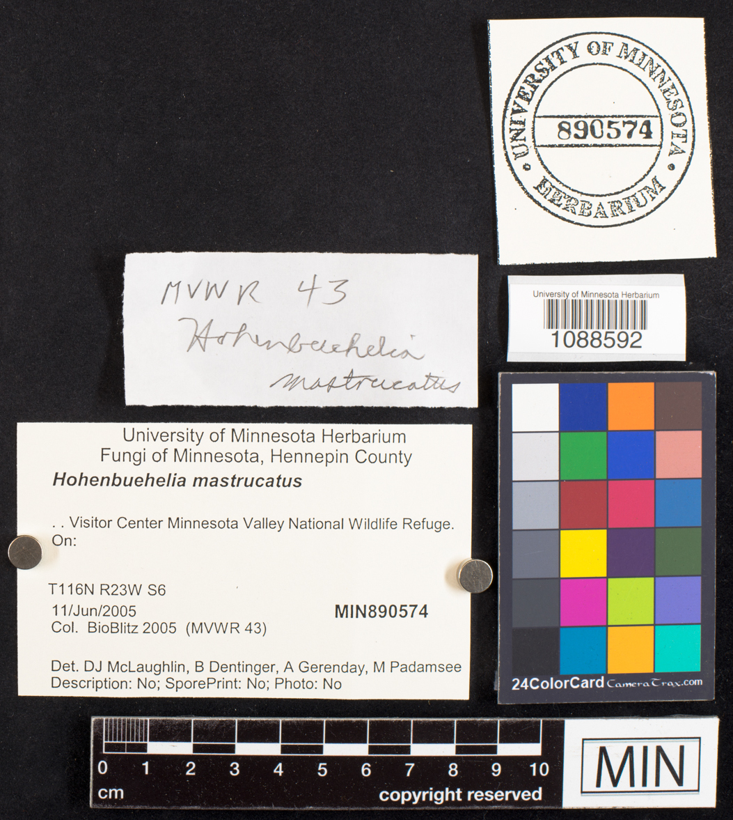 Hohenbuehelia mastrucata image