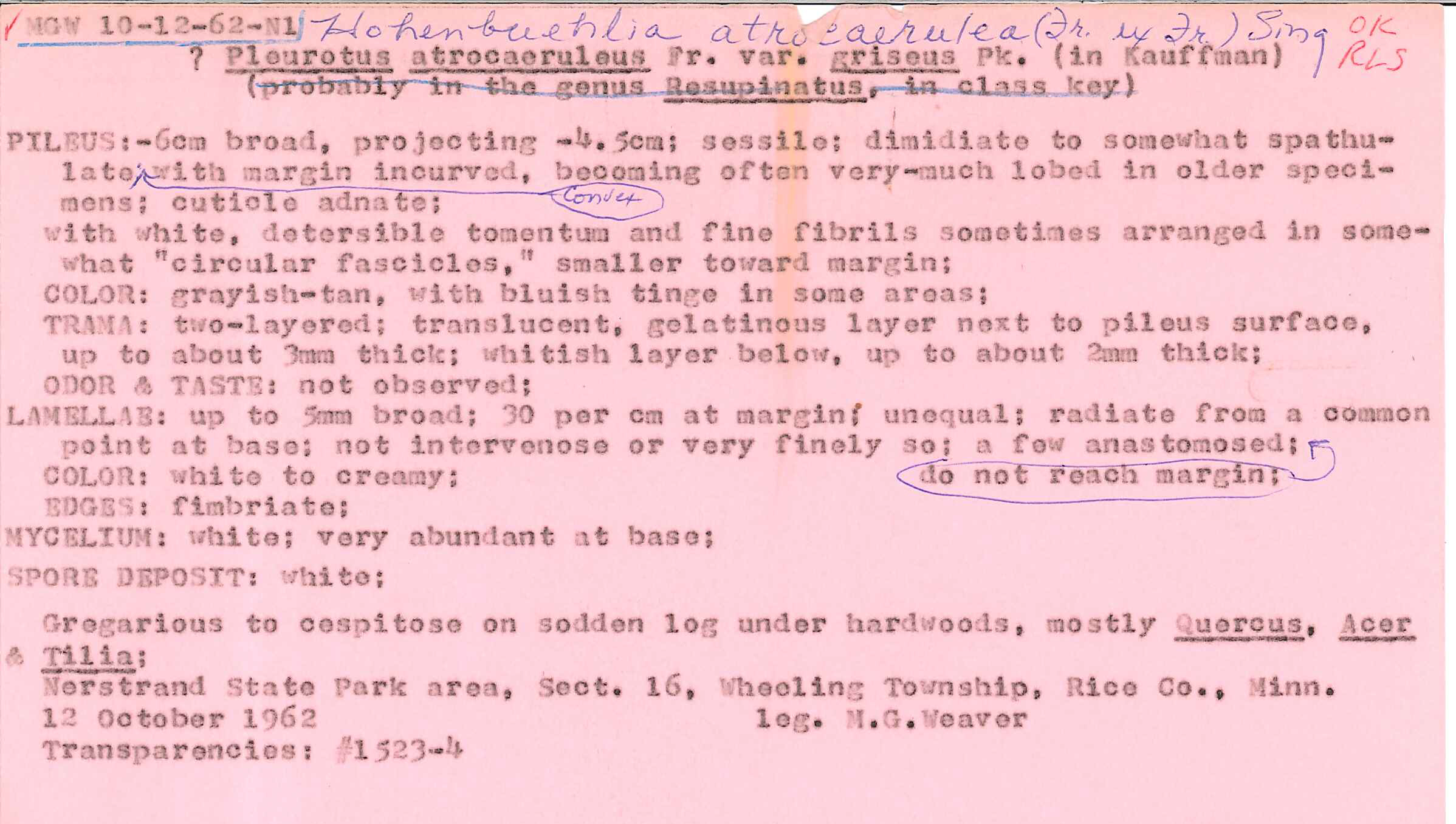 Hohenbuehelia atrocaerulea image