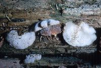 Hohenbuehelia atrocaerulea image