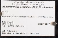 Hohenbuehelia petaloides image