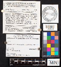 Hohenbuehelia petaloides image