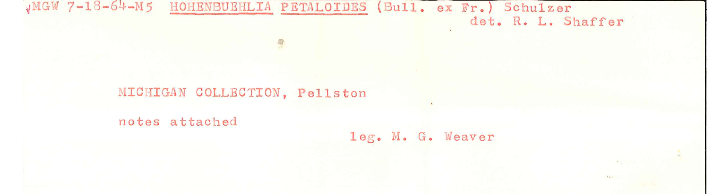 Hohenbuehelia petaloides image