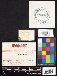 Hohenbuehelia petaloides image