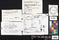 Hohenbuehelia petaloides image