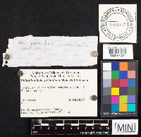 Hohenbuehelia petaloides image