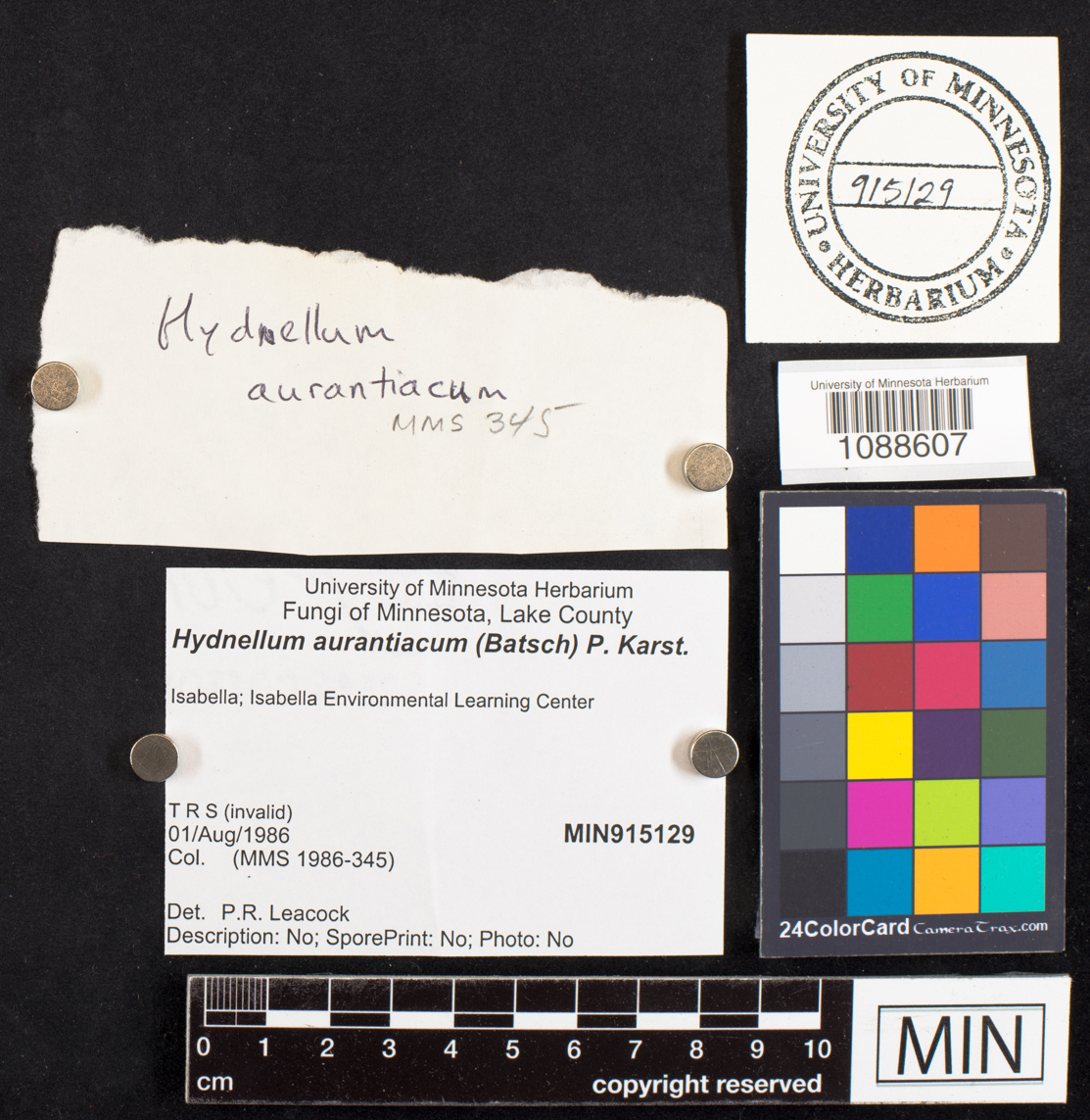 Hydnellum aurantiacum image