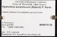 Hydnellum aurantiacum image