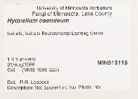 Hydnellum caeruleum image