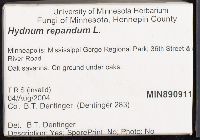 Hydnum repandum image