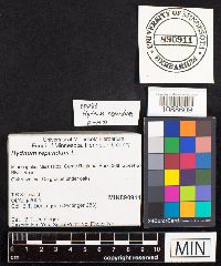 Hydnum repandum image