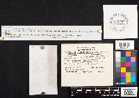 Hydnellum scrobiculatum image