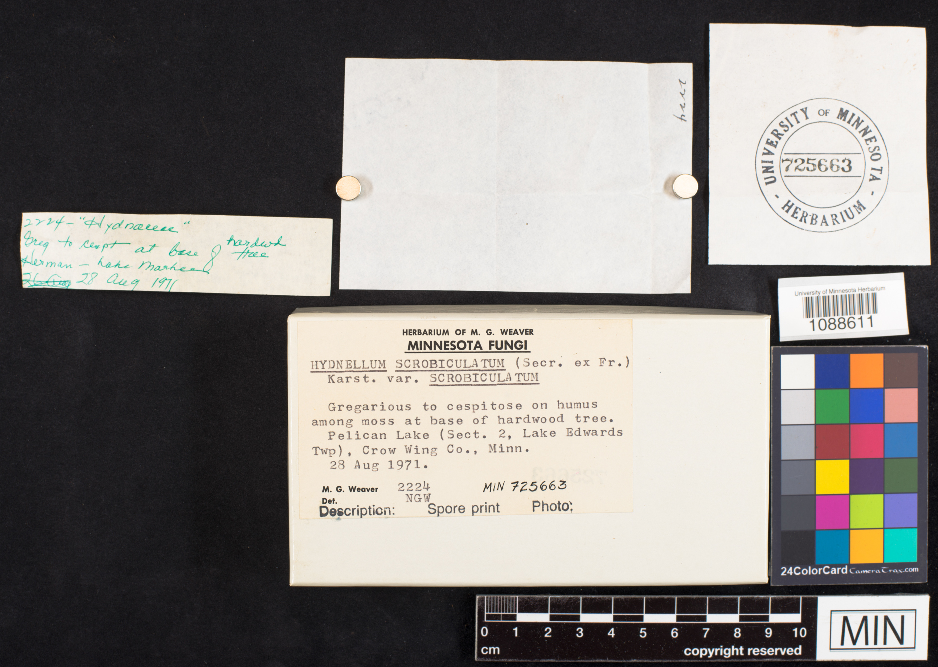 Hydnellum scrobiculatum image