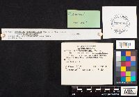 Hydnellum scrobiculatum image