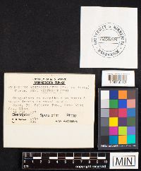 Hydnellum scrobiculatum image