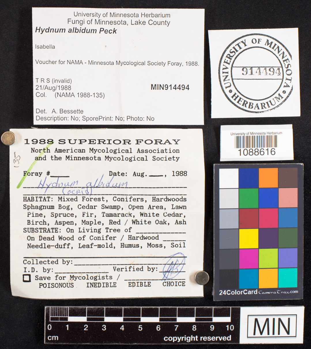 Hydnum albidum image