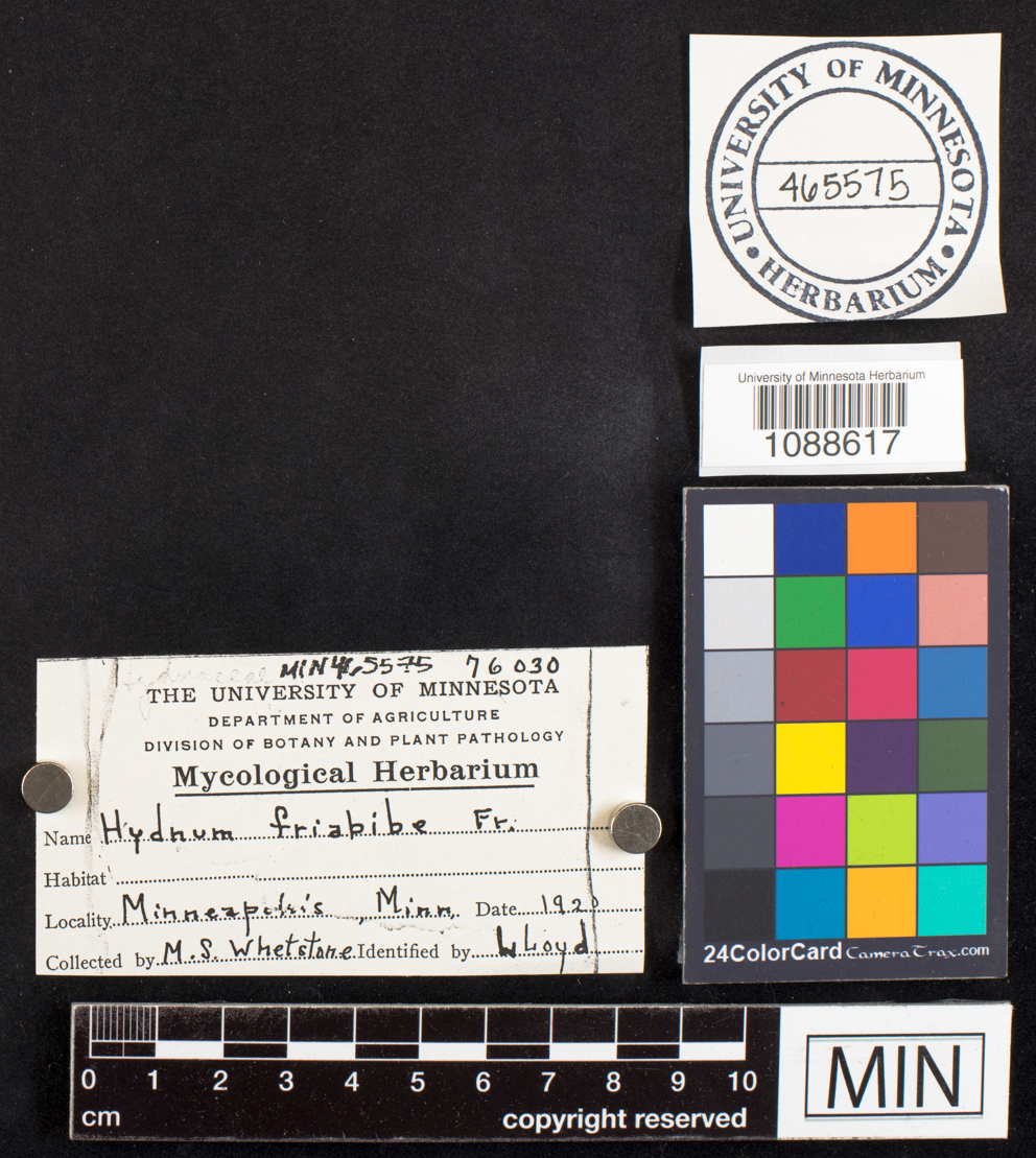 Hydnum friabile image