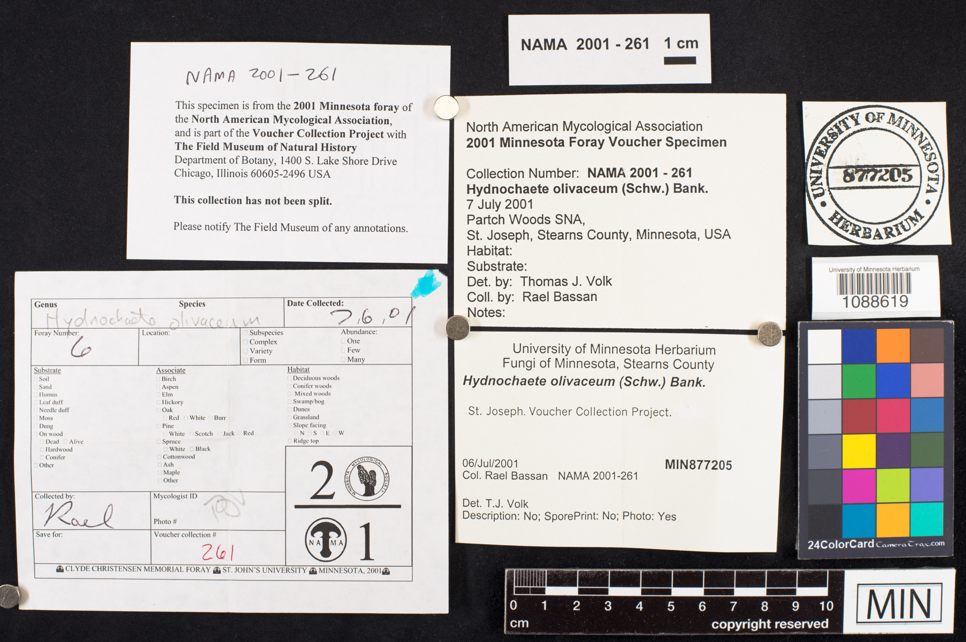 Hydnochaete olivacea image