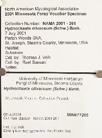 Hydnochaete olivacea image