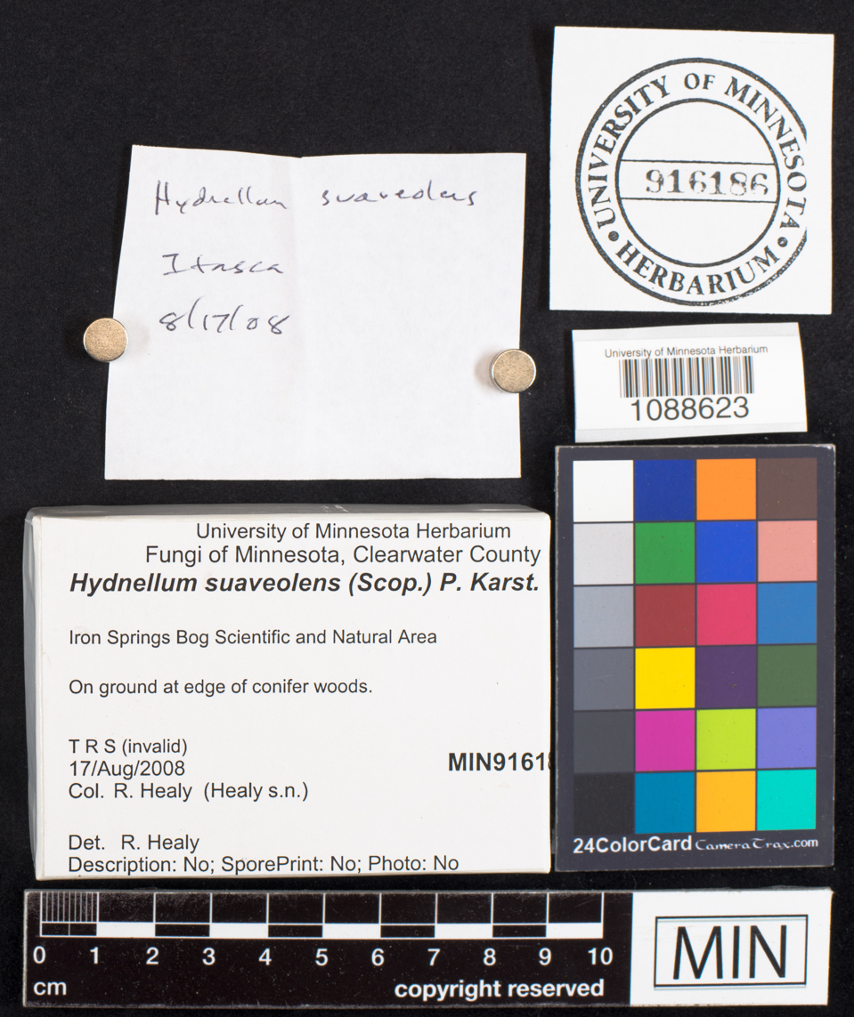 Hydnellum suaveolens image