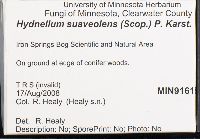 Hydnellum suaveolens image
