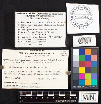 Hydnellum scrobiculatum image