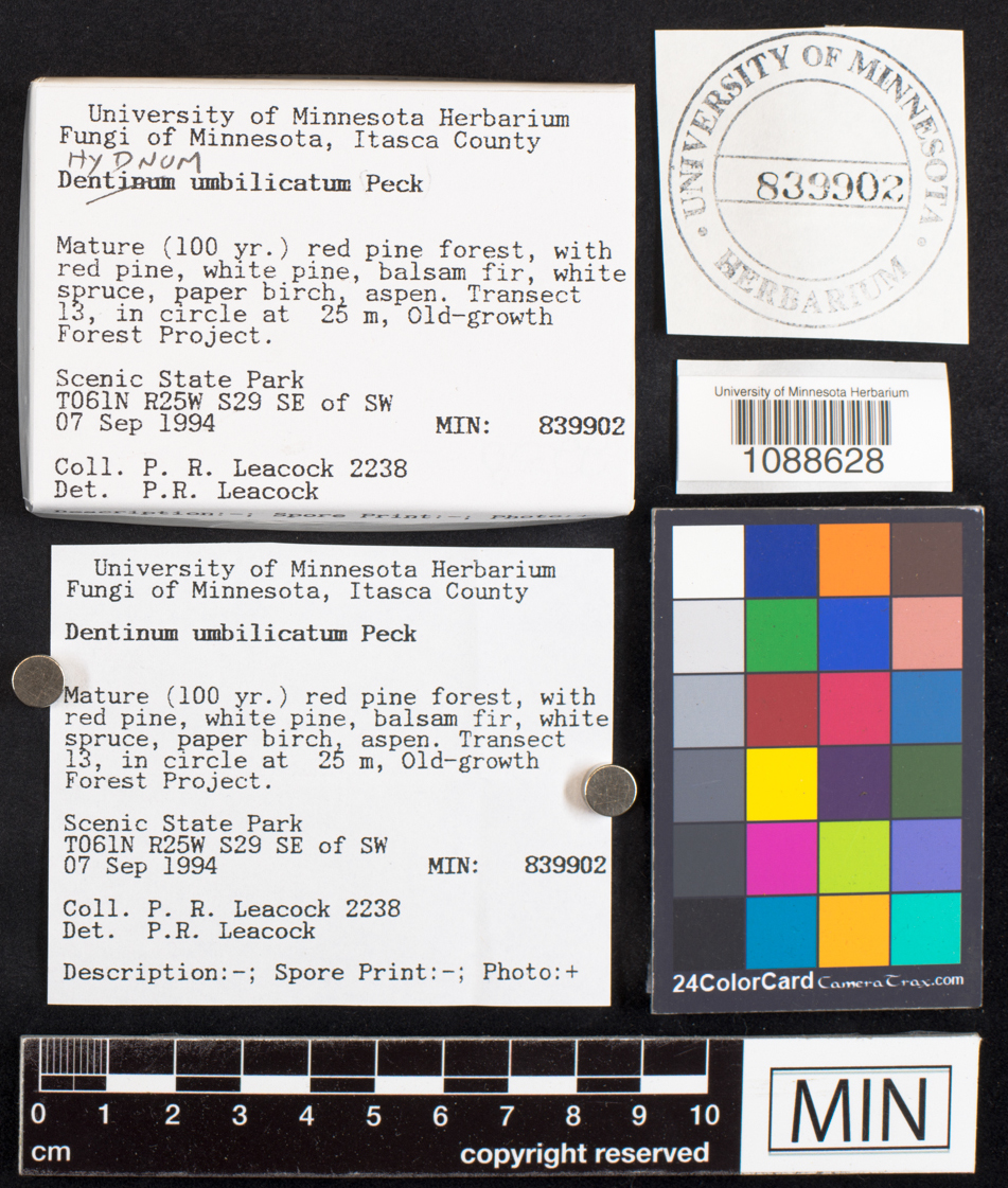 Hydnum umbilicatum image