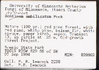 Hydnum umbilicatum image