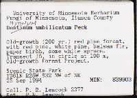 Hydnum umbilicatum image