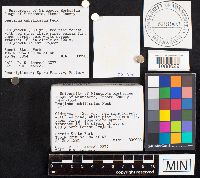 Hydnum umbilicatum image