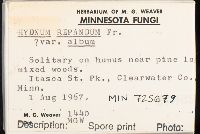 Hydnum repandum image