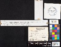 Hydnum repandum image