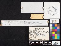 Hydnum repandum image