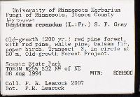 Hydnum repandum image