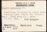 Hydnum repandum image