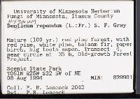 Hydnum repandum image