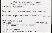 Hydnum repandum image