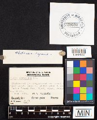 Hydnum repandum image