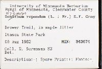 Hydnum repandum image