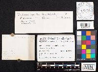 Hydnum repandum image