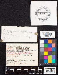 Hygrocybe ceracea image