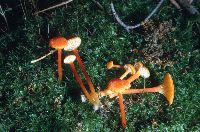 Hygrocybe cantharellus image