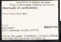 Hygrocybe cantharellus image