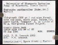 Hygrocybe cantharellus image