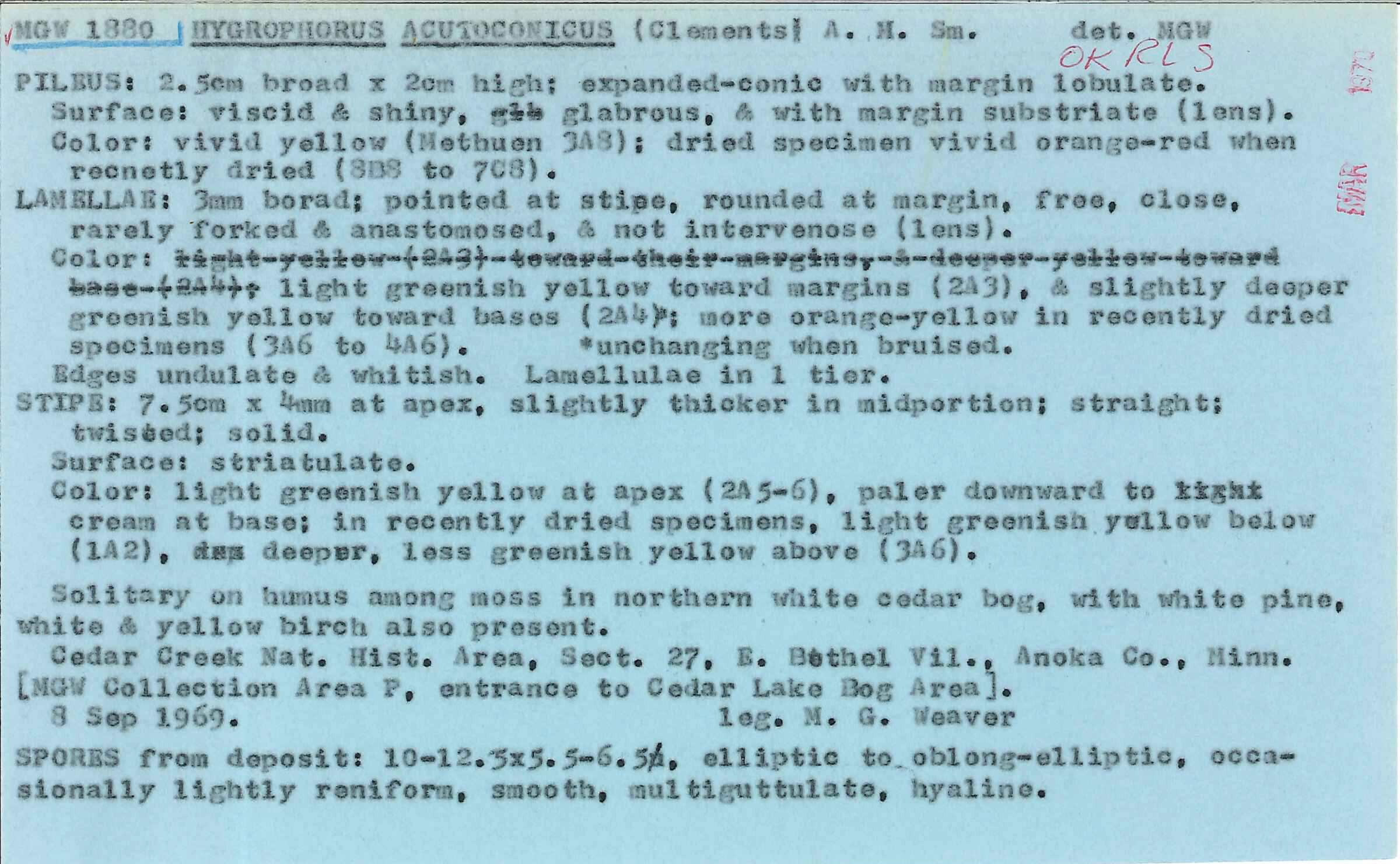 Hygrocybe acutoconica image