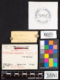 Hygrocybe coccinea image