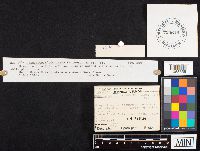 Hygrocybe coccinea image